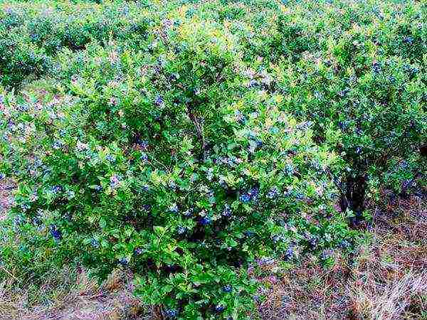 the best varieties of honeysuckle