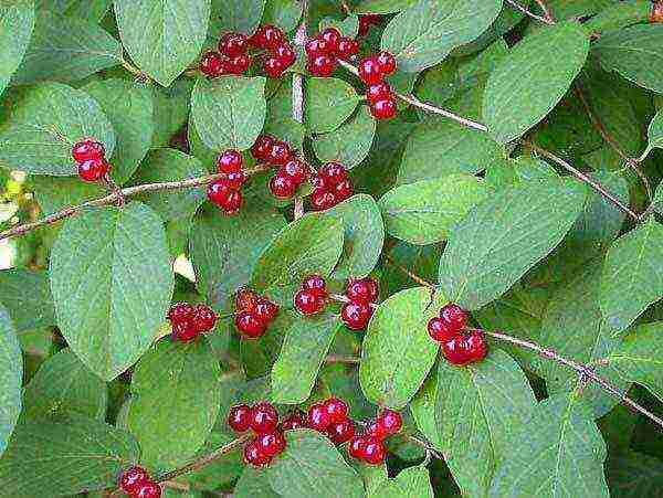 the best varieties of honeysuckle