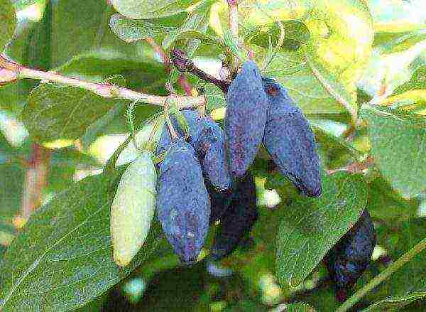 the best varieties of honeysuckle