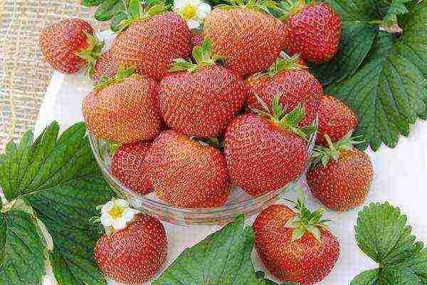 the best strawberry variety