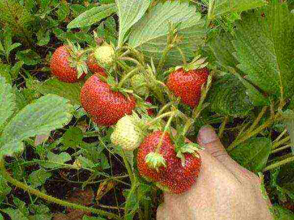 the best strawberry variety