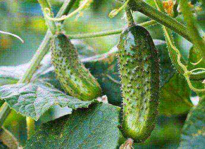 the best variety of cucumbers