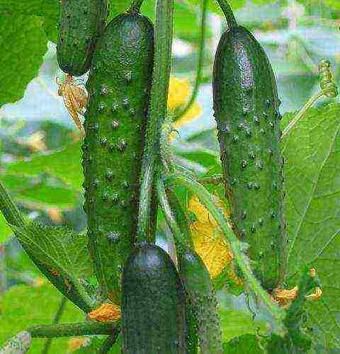 the best variety of cucumbers