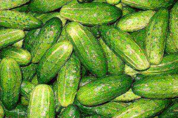 the best variety of cucumbers