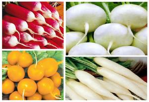 the best variety of radish