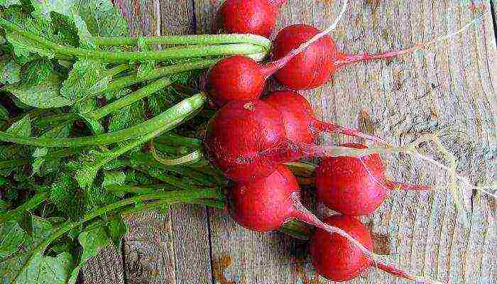 the best variety of radish