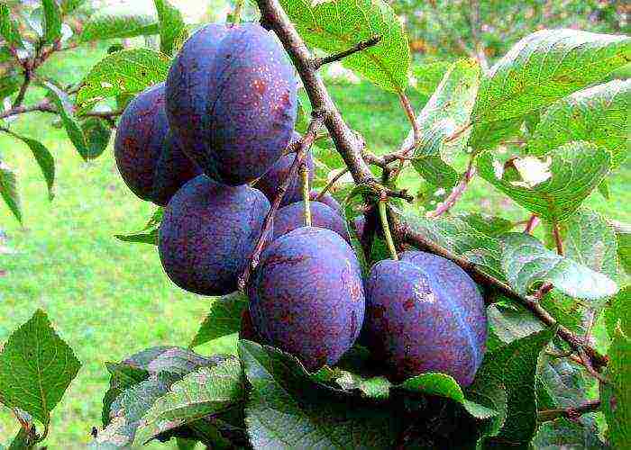 the best variety of plum