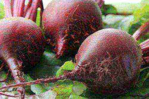 the best variety of beets
