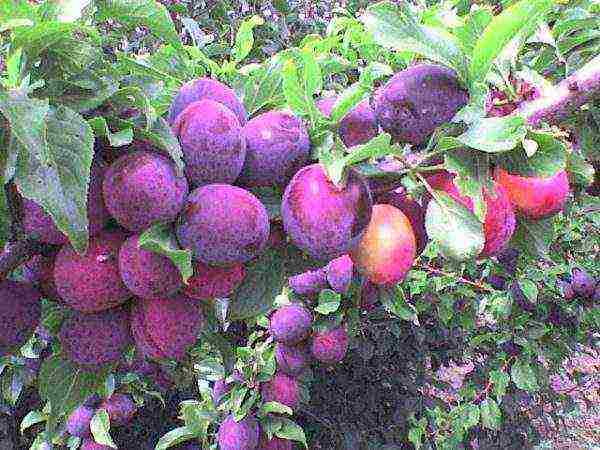 the best variety of cherry plum