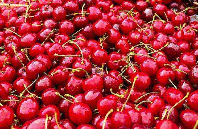 the best variety of cherries