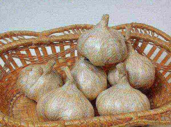 the best variety of garlic