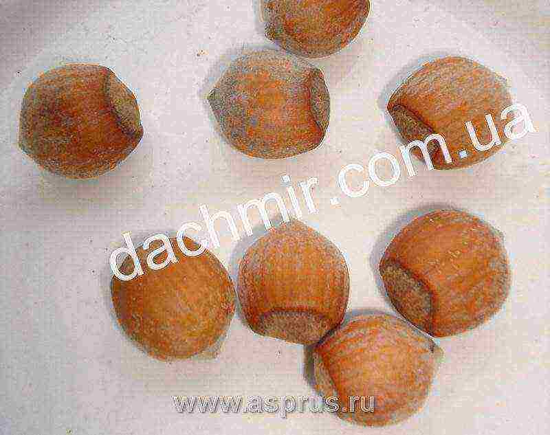 the best variety of hazelnuts