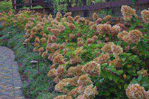 ang pinakamahusay na iba't ibang hydrangea