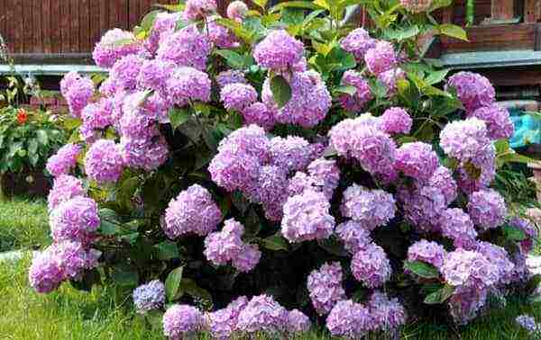 the best hydrangea variety