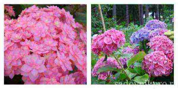 the best hydrangea variety