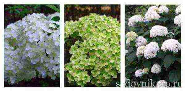 ang pinakamahusay na iba't ibang hydrangea