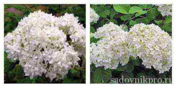 ang pinakamahusay na iba't ibang hydrangea