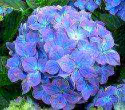 the best hydrangea variety