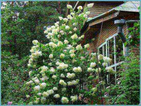 ang pinakamahusay na iba't ibang hydrangea