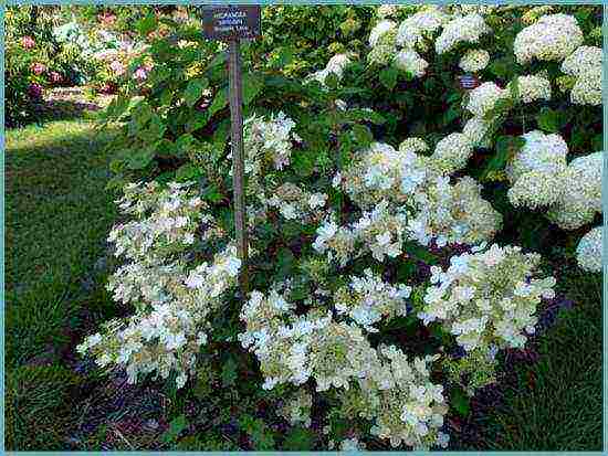 the best hydrangea variety