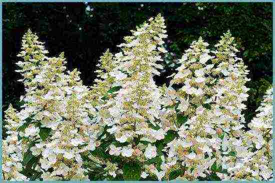 the best hydrangea variety