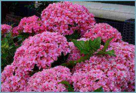 the best hydrangea variety