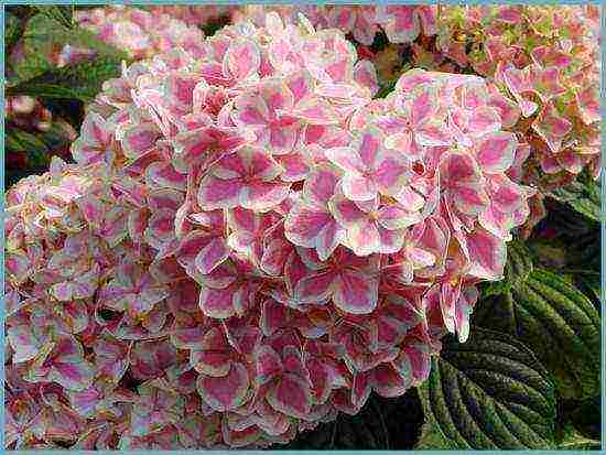 the best hydrangea variety