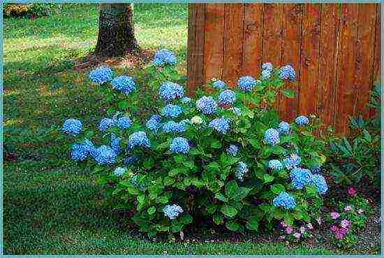 the best hydrangea variety