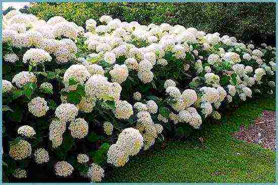 the best hydrangea variety