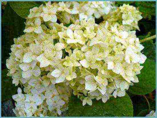 ang pinakamahusay na iba't ibang hydrangea