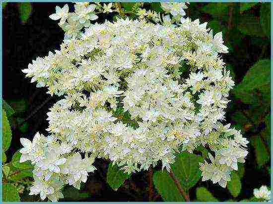 the best hydrangea variety