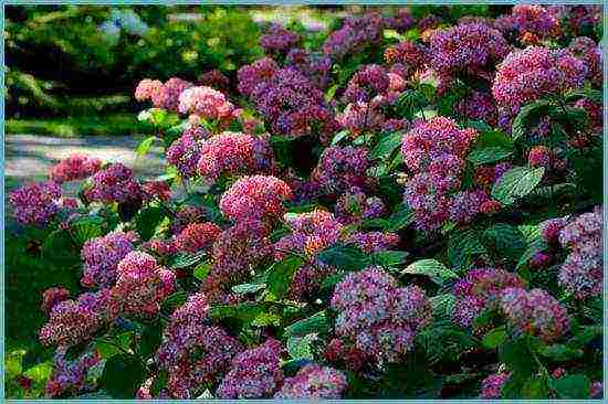 the best hydrangea variety