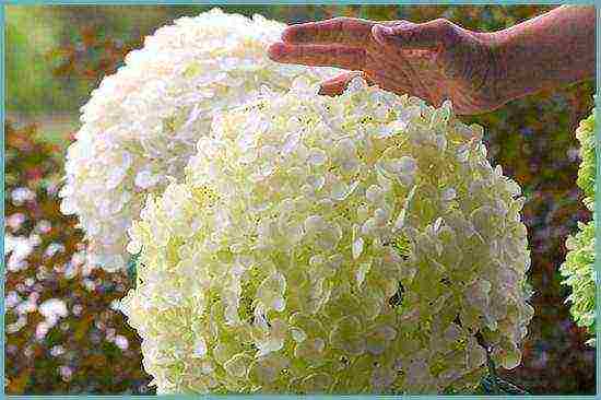 the best hydrangea variety