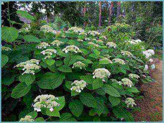 the best hydrangea variety