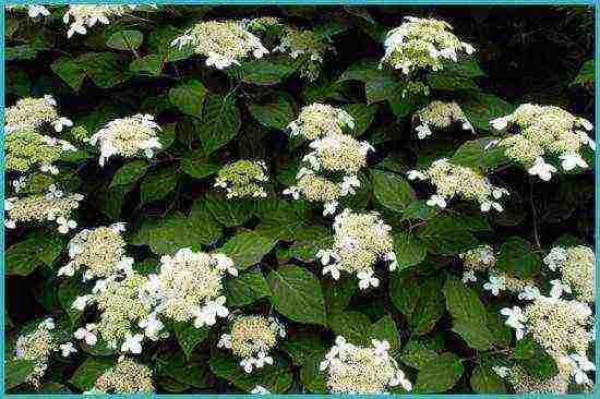 the best hydrangea variety