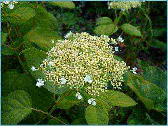 ang pinakamahusay na iba't ibang hydrangea