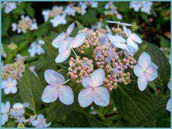 ang pinakamahusay na iba't ibang hydrangea