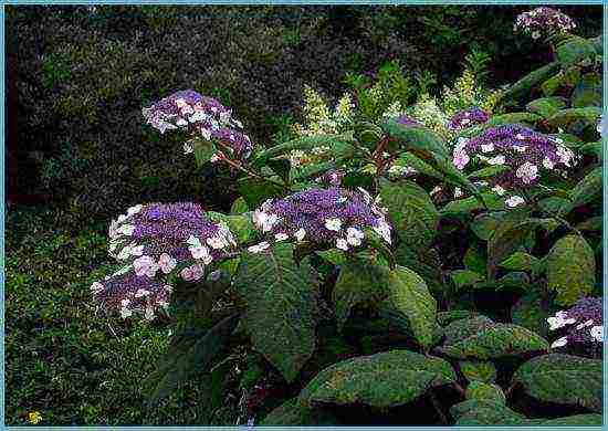 the best hydrangea variety