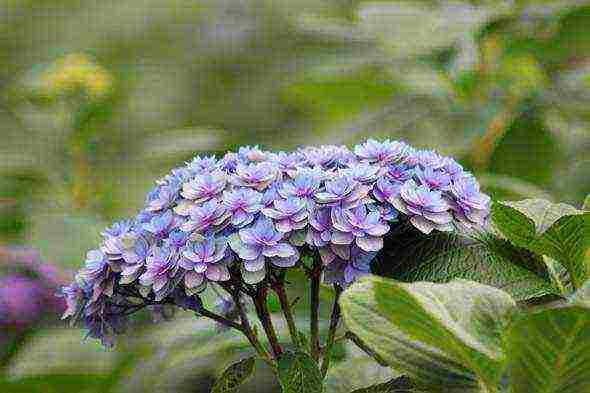 the best hydrangea variety