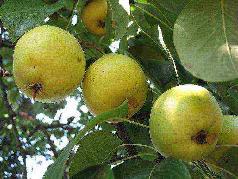 the best variety of pears