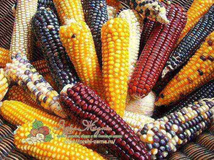 the best corn variety