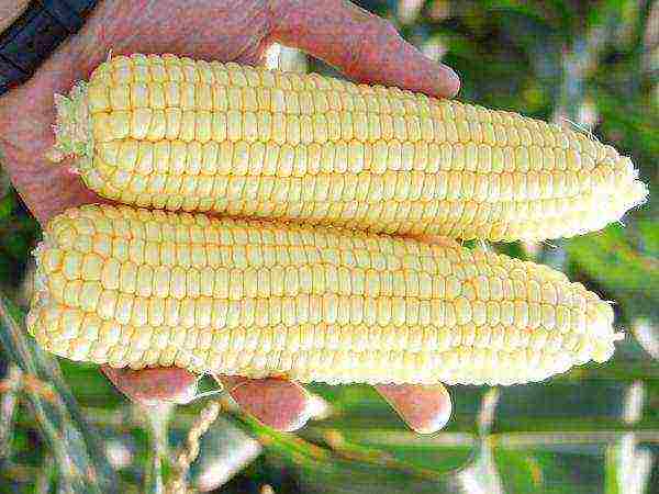 the best corn variety