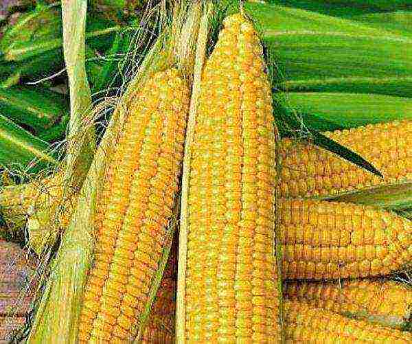 the best corn variety