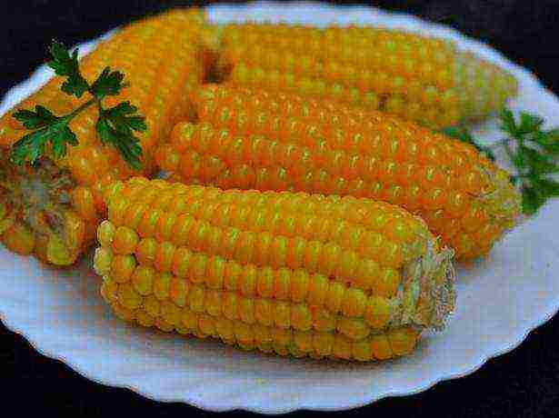 the best corn variety