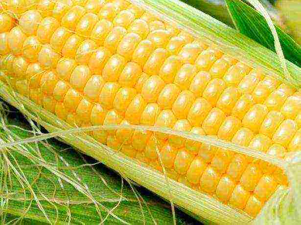 the best corn variety