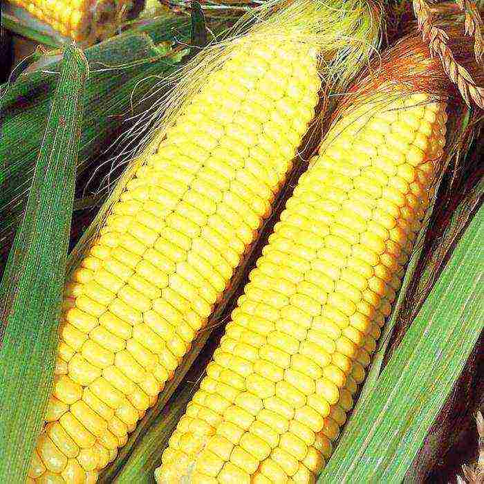 the best corn variety