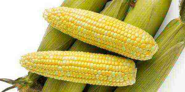 the best corn variety