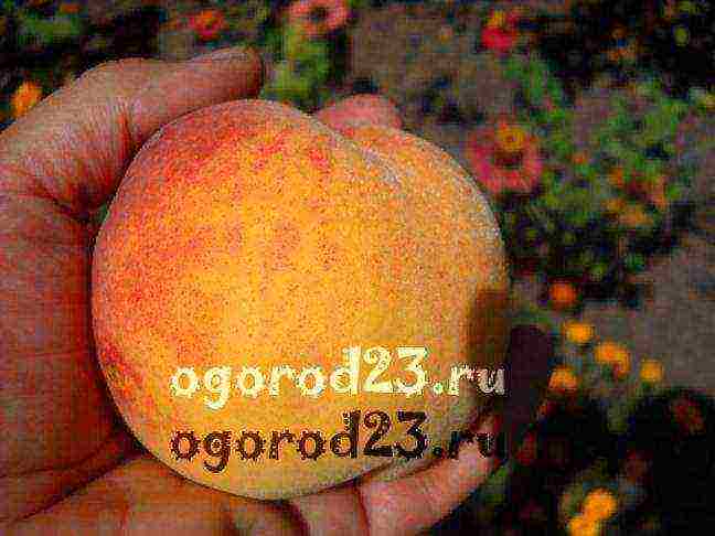 the best peach variety