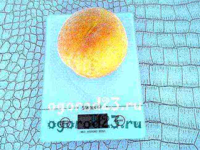 the best peach variety