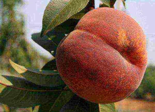 the best peach variety